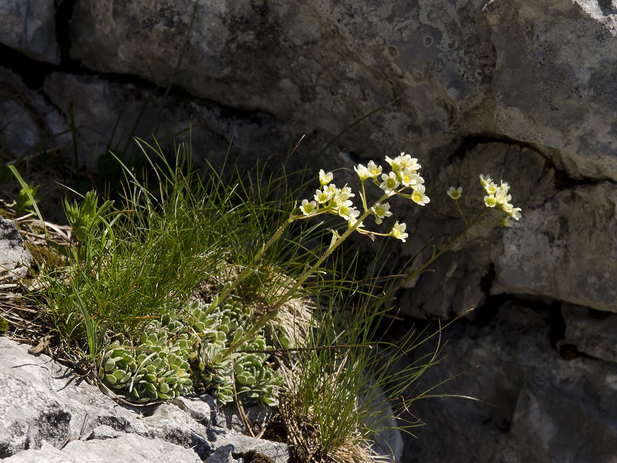 Saxifraga paniculata